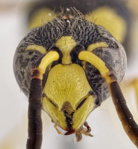 Ancistrocerus auctus